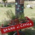 Bagno di Cetica il salice delle erbe aromatiche