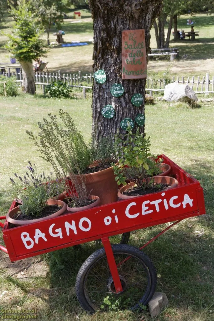 Bagno di Cetica il salice delle erbe aromatiche