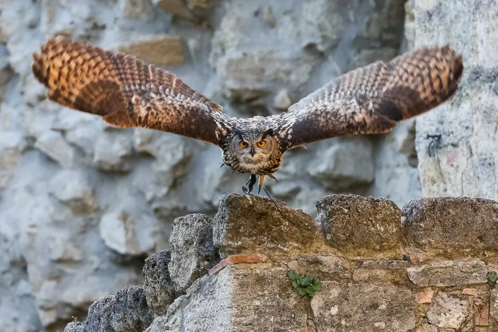 Rocca di Staggia Magico incontro con ospiti alati il gufo reale