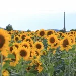 Agriturismo Il Vermigliaio Alberese girasoli Maremma
