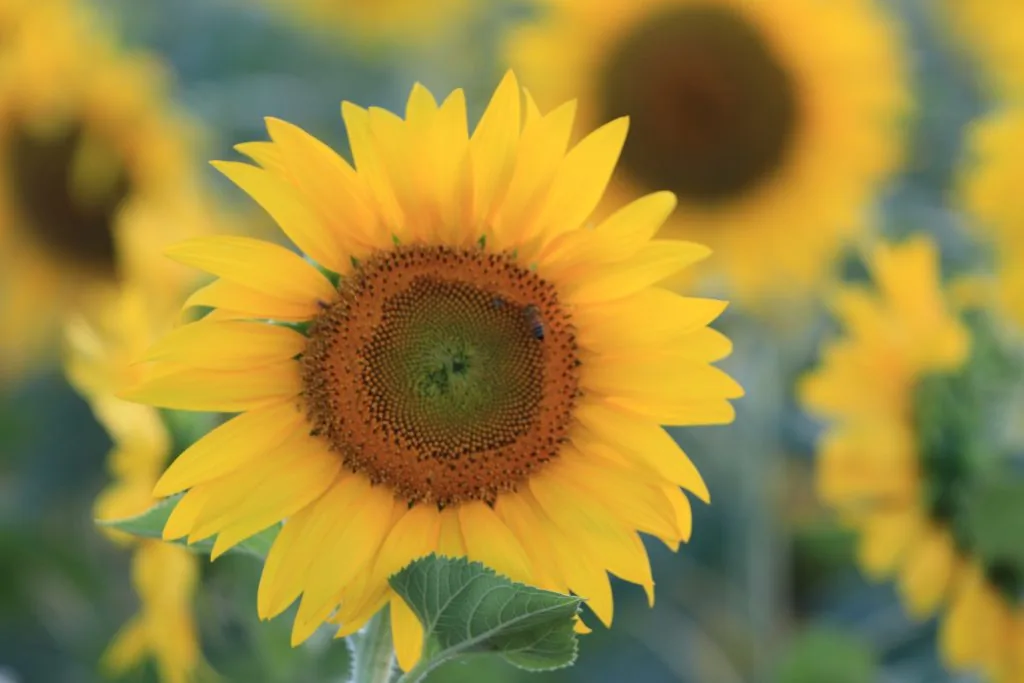 Girasole Toscana Maremma