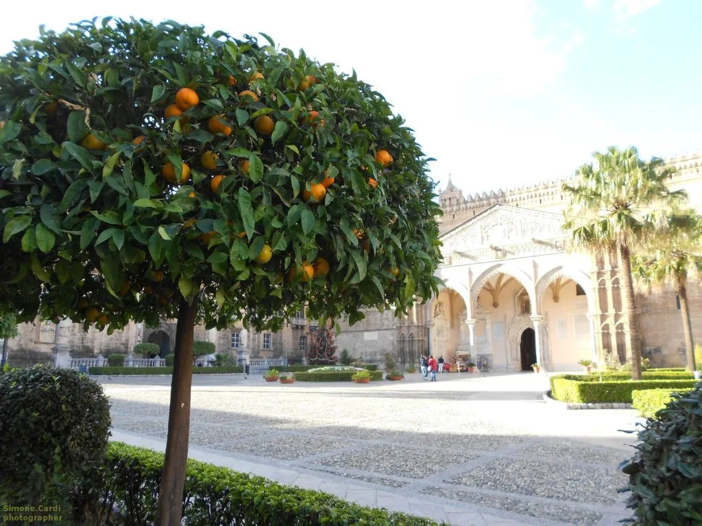 Cattedrale di Palermo aranci