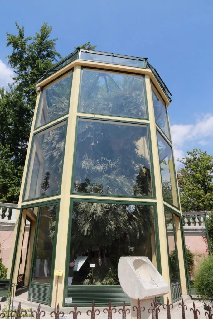 Orto Botanico di Padova la palma di Goethe