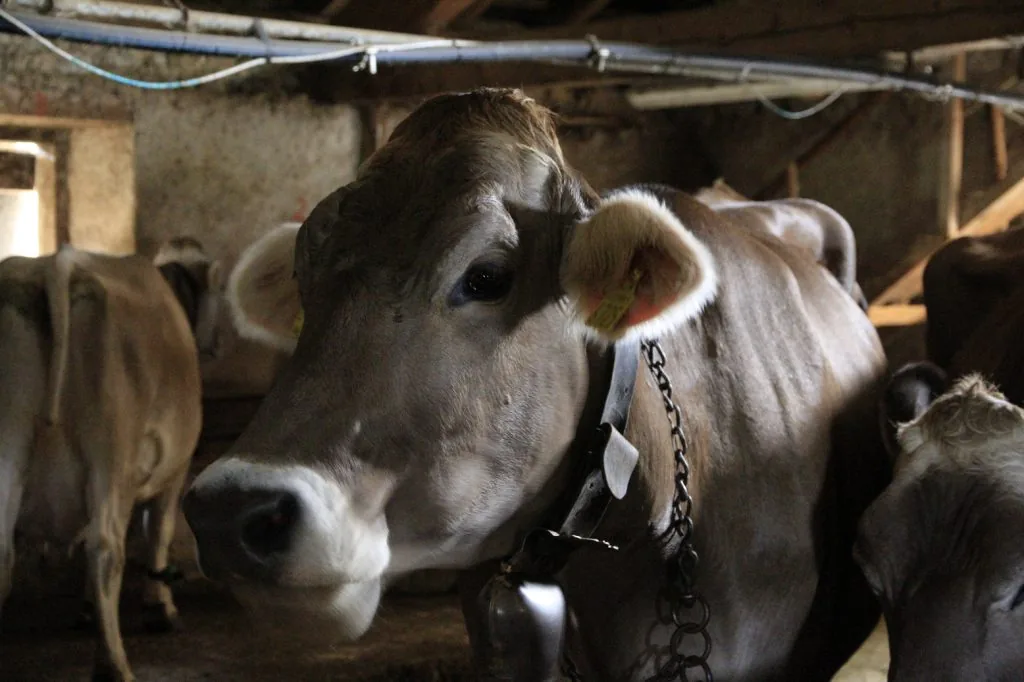 Mucca Tosca programma "Adotta una mucca" malga Valfontane