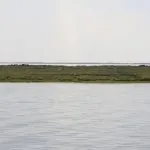 Portogallo, Algarve, oasi Ria Formosa: airone