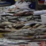 Totani e pescato vario Olhao, Portogallo, mercato del pesce Algarve