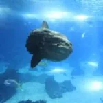 Lisbona, Portogallo: pesce luna nell'acquario