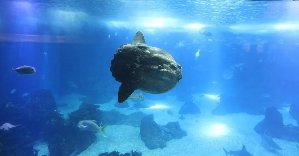 Lisbona, Portogallo: pesce luna nell'acquario