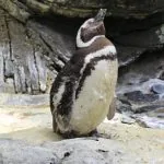 Lisbona, Portogallo, Oceanario: pinguino
