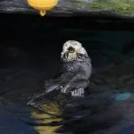 Portogallo, Lisbona Oceanario: lontra di mare
