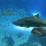 Lisbona, Portogallo, Oceanario: squalo toro