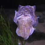 Lisbona, Portogallo, Oceanario: seppia