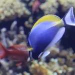 Lisbona, Portogallo, Oceanario con pesce tropicale Dory