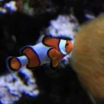 Lisbona, Portogallo, Oceanario: pesce pagliaccio Nemo