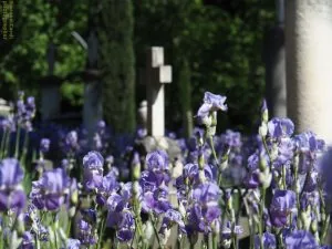 cimitero degli inglesi iris, Firenze