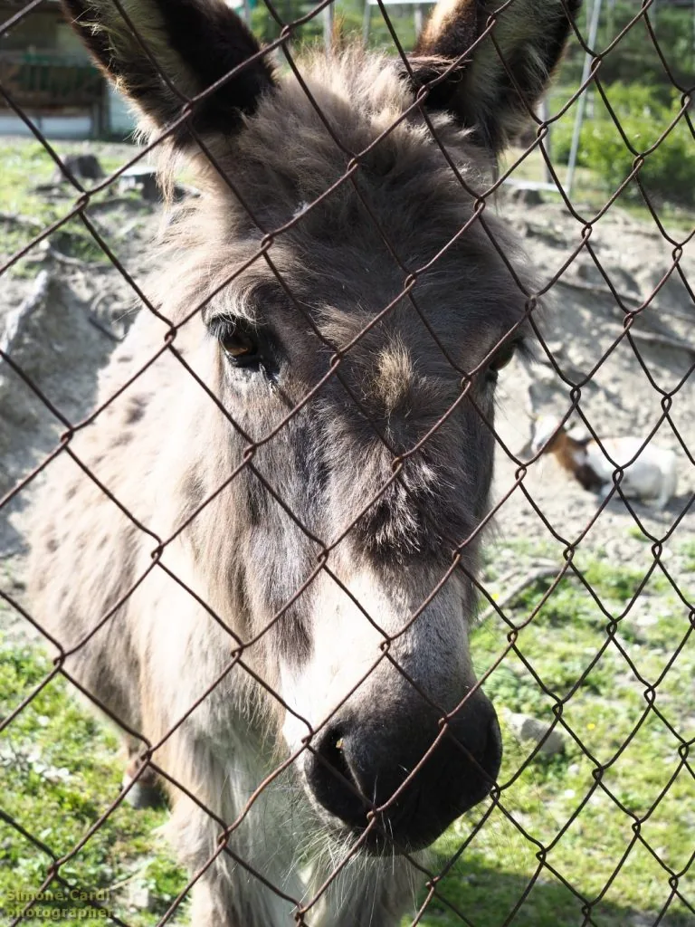 casa d'erci laboratorio e stalla animali