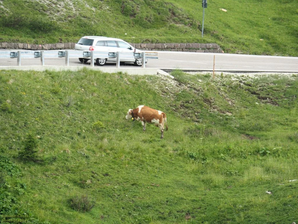 Passo Rolle Alpeggio