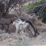Isola dell'Asinara capra al pascolo