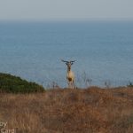 caprone Asinara