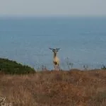 Caprone all'Asinara