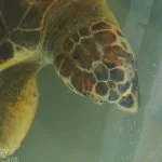 TartaLife, Isola dell'Asinara, tartaruga marina