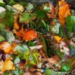 Foglie e sottobosco: colori autunno Toscana