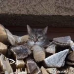 Gatto su catasta legno nel Borgo di Mezzano