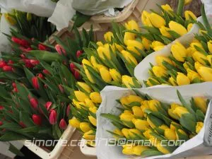 Amsterdam, Paesi Bassi: tulipani