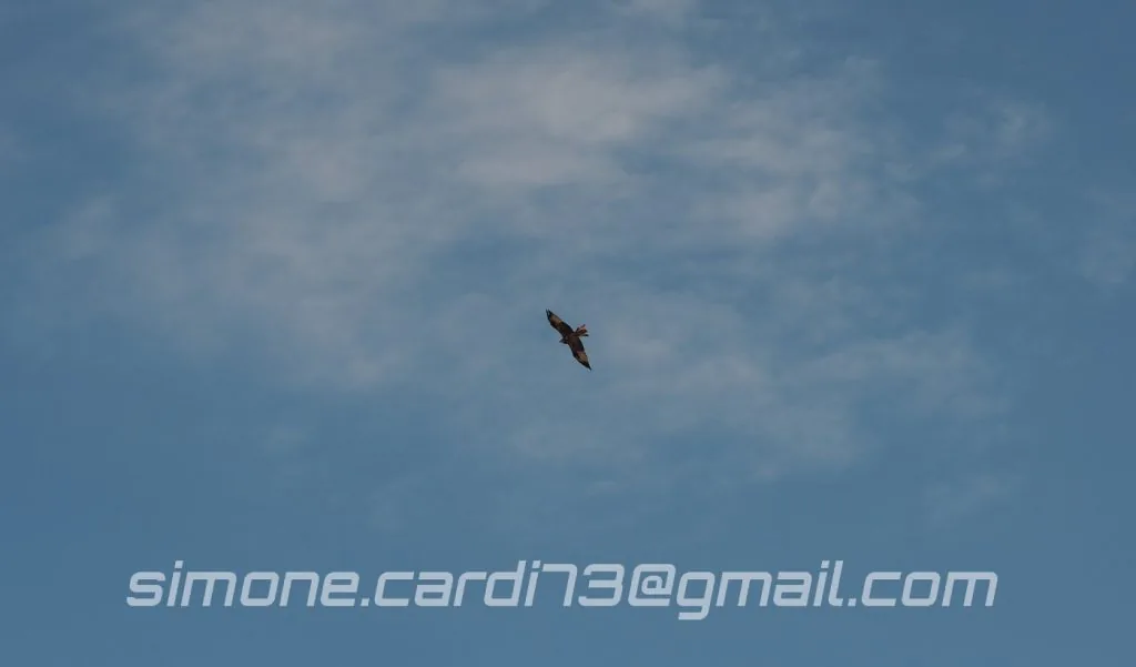 rapace basilicata