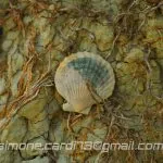 Conchiglia nel parco dei calanchi a Montalbano Jonico