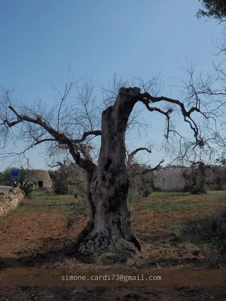 olivo morto xylella salento