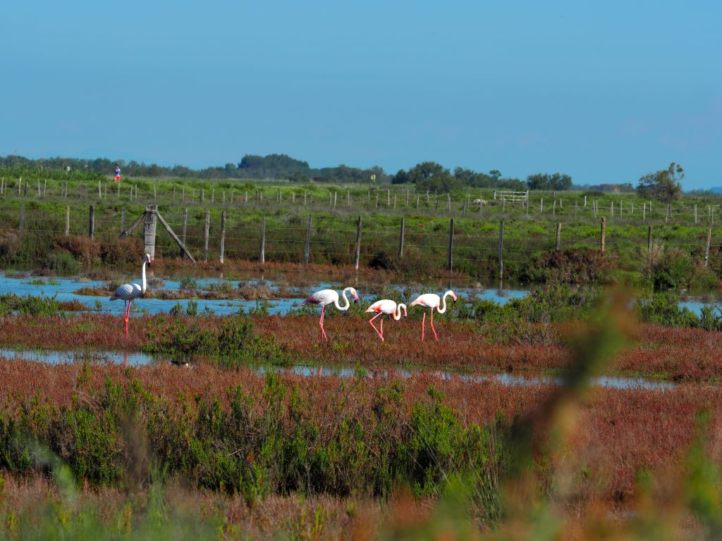 fenicotteri camargue