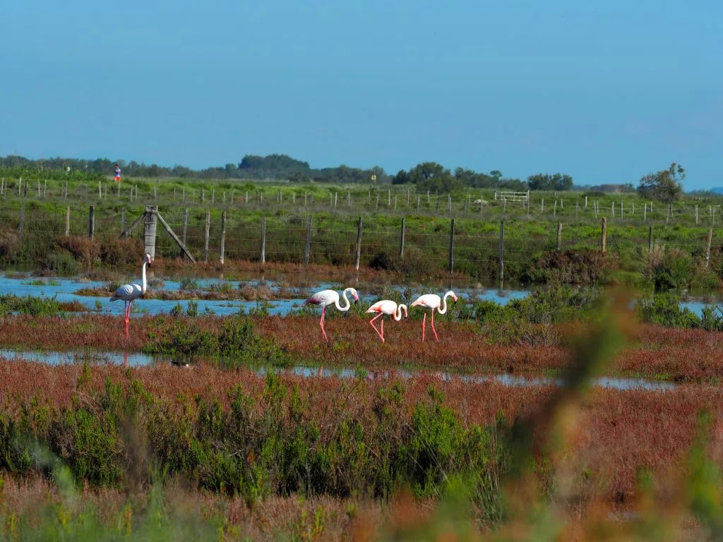 fenicotteri camargue