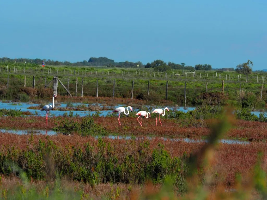 Fenicotteri della Camargue, Francia