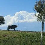 Toro della Camargue, Francia