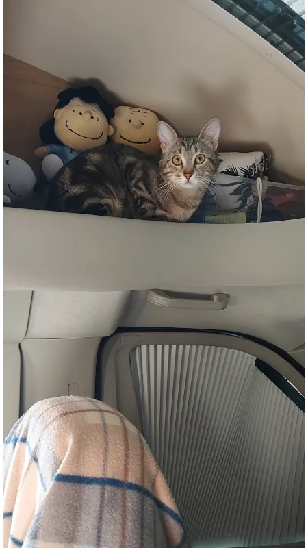 gatto camper venezia 3 giorni 