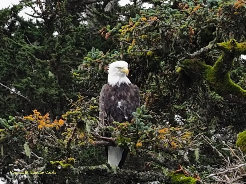 Aquila dalla testa bianca su un ramo in Alaska, USA