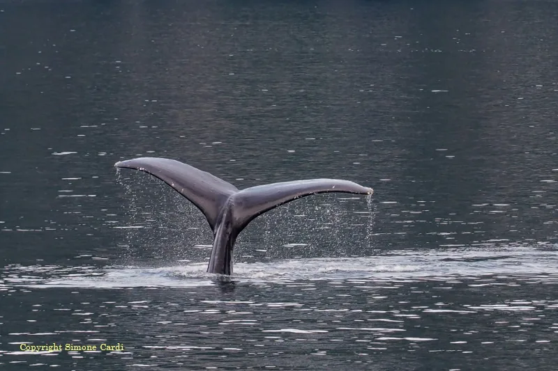Alaska, USA, coda di balena in immersione