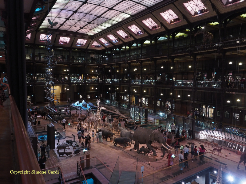 Museo di storia naturale: galleria dell'evoluzione - viaggio in camper a Parigi e Disneyland