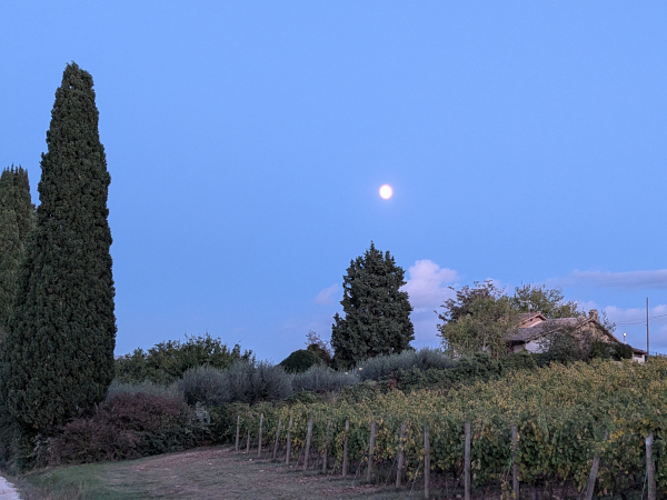 Luna su un vigneto di Sagrantino di Montefalco.